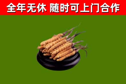 镇江市回收散虫草